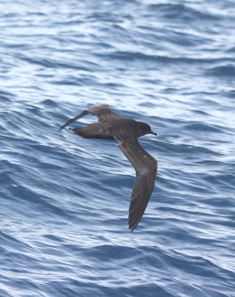 Short-tailed shearwater. Dorsal flight view of upperwing. At sea off Whangaroa, January 2012. Image © Detlef Davies by Detlef Davies.