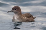 Short-tailed shearwater. Adult. Offshore Kaikoura, April 2019. Image © Rob Lynch by Rob Lynch.