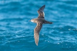 Short-tailed shearwater. Adult in flight, dorsal view. At sea off Dunedin, May 2017. Image © Matthias Dehling by Matthias Dehling.