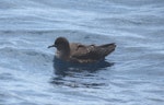 Short-tailed shearwater. Adult on water. At sea off Whangaroa Harbour, January 2012. Image © Detlef Davies by Detlef Davies.