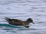 Short-tailed shearwater. Bird on water showing high forehead. Off Kaikoura, March 2010. Image © Peter Frost by Peter Frost.