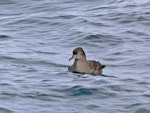 Short-tailed shearwater. Front view showing high forehead. Off Kaikoura, March 2010. Image © Peter Frost by Peter Frost.