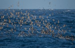 Short-tailed shearwater. Flock in flight. At sea off southern Tasmania, Australia, December 2012. Image © Brook Whylie by Brook Whylie.