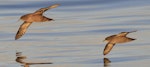 Short-tailed shearwater. In flight (right) with sooty shearwater (left) showing underwings. Cook Strait, April 2017. Image © Phil Battley by Phil Battley.