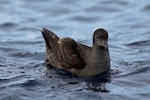 Short-tailed shearwater. Resting on sea. Kaikoura pelagic, June 2015. Image © Duncan Watson by Duncan Watson.