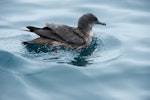 Short-tailed shearwater. Adult swimming. Rangaunu Bay, January 2017. Image © Les Feasey by Les Feasey.