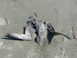 Short-tailed shearwater. Dead on beach. Waikanae Beach, Wellington, October 2013. Image © Alan Tennyson by Alan Tennyson.