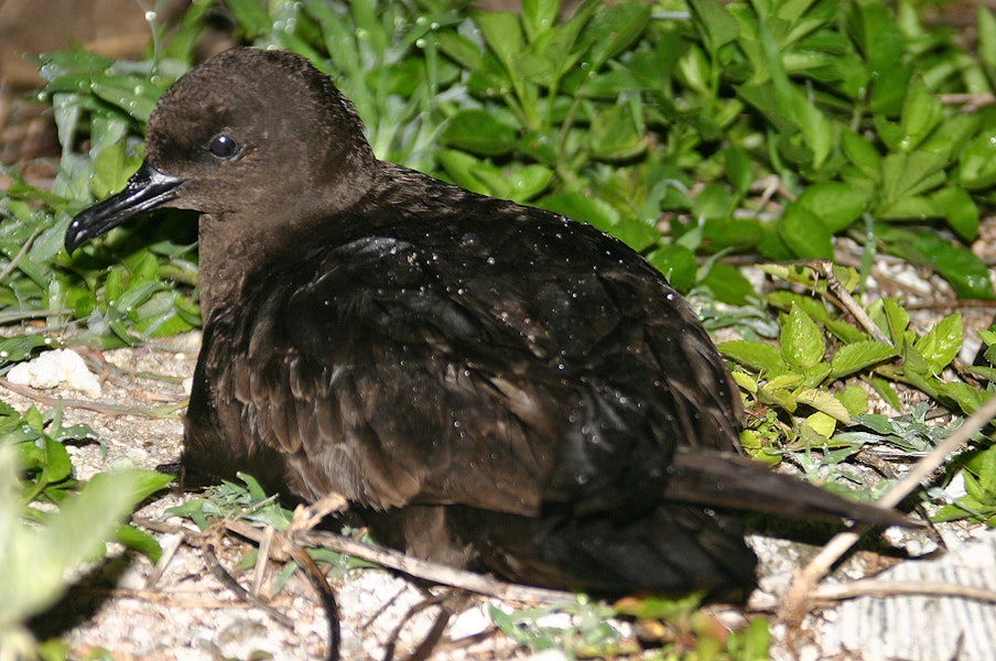 Christmas Island shearwater. Adult in wedge-tailed shearwater colony. Wake Atoll, August 2004. Image © David Boyle by David Boyle.