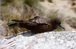 Christmas Island shearwater. Adult bird on surface. Curtis Island, November 1989. Image © Graeme Taylor by Graeme Taylor.