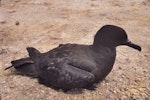 Christmas Island shearwater. Adult. Curtis Island, Kermadec Islands, November 1989. Image © Alan Tennyson by Alan Tennyson.