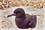 Christmas Island shearwater. Adult. Curtis Island, Kermadec Islands, November 1989. Image © Alan Tennyson by Alan Tennyson.