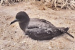 Christmas Island shearwater. Adult. Curtis Island, Kermadec Islands, November 1989. Image © Alan Tennyson by Alan Tennyson.