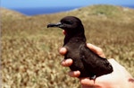 Christmas Island shearwater. Adult bird. Curtis Island, Kermadec group, November 1989. Image © Graeme Taylor by Graeme Taylor.