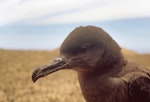 Christmas Island shearwater. Adult in the hand. Curtis Island, Kermadec Islands, November 1989. Image © Alan Tennyson by Alan Tennyson.