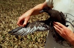 Christmas Island shearwater. Adult caught on surface at night. Curtis Island, Kermadec group, November 1989. Image © Graeme Taylor by Graeme Taylor.