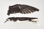 Newell's shearwater. Beach-wrecked specimen. Only New Zealand record. Specimen registration no. OR.025004; image no. MA_I295007. Dargaville Beach, November 1994. Image © Te Papa.