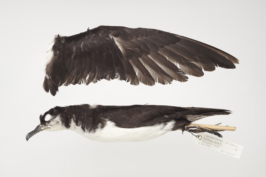 Newell's shearwater. Beach-wrecked specimen. Only New Zealand record. Specimen registration no. OR.025004; image no. MA_I295007. Dargaville Beach, November 1994. Image © Te Papa.