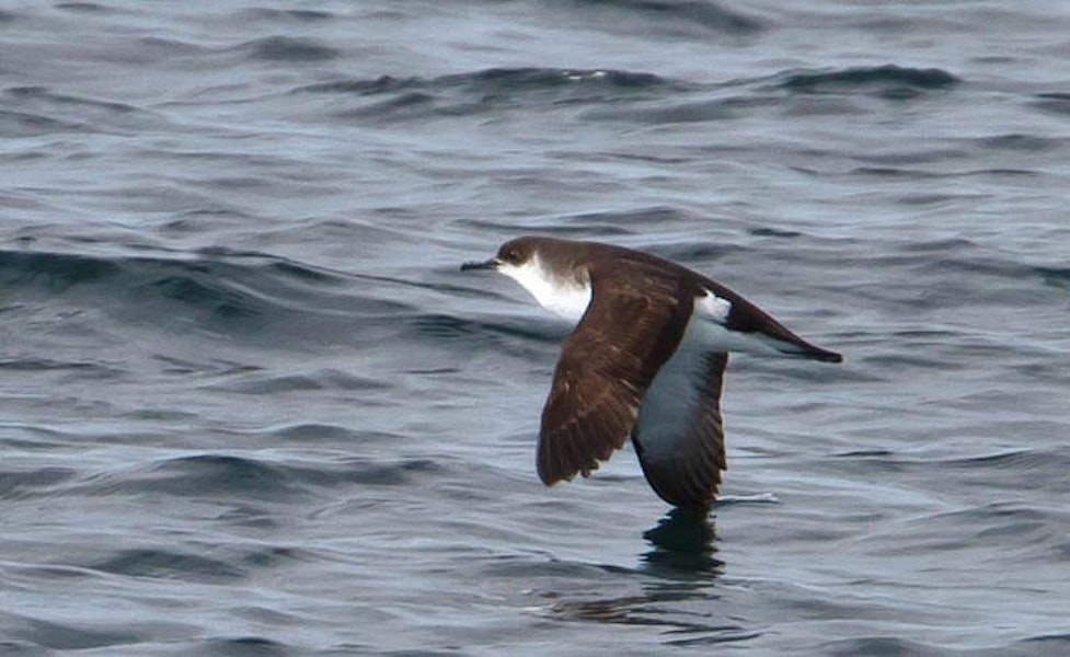 Manx shearwater. Adult in flight. Keflavik, Iceland, August 2011. Image © Ómar Runólfsson by Ómar Runólfsson.