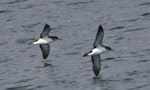 Manx shearwater. Adults in flight. Keflavik, Iceland, August 2011. Image © Ómar Runólfsson by Ómar Runólfsson.