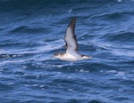 Manx shearwater. Adult in flight. Outer Hebrides, Scotland, June 2018. Image © John Fennell by John Fennell.