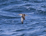 Manx shearwater. Adult in flight. Outer Hebrides, Scotland, June 2018. Image © John Fennell by John Fennell.