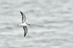 Manx shearwater. Adult in flight. Off the Isle of Mull, Scotland, June 2019. Image © Cyril Vathelet by Cyril Vathelet.