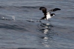 Manx shearwater. Adult. Off Avila, San Luis Obispo County, California, USA, January 2012. Image © Mike Baird by Mike Baird.