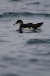 Manx shearwater. Adult swimming. Skomer Island, Wales, July 2007. Image © David Boyle by David Boyle.