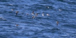 Manx shearwater. Flock in flight. Outer Hebrides, Scotland, June 2018. Image © John Fennell by John Fennell.