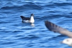 Manx shearwater. Adult resting at sea. Off the Coast of St Jean de Luz, France, October 2019. Image © Cyril Vathelet by Cyril Vathelet.