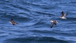 Manx shearwater. Three birds in flight. Outer Hebrides, Scotland, June 2018. Image © John Fennell by John Fennell.