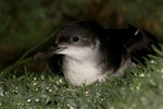 Manx shearwater. Adult in colony. Skomer Island, Wales, April 2011. Image © David Boyle by David Boyle.