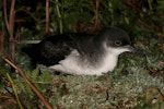 Manx shearwater. Adult in colony. Skomer Island, Wales, April 2011. Image © David Boyle by David Boyle.