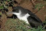 Manx shearwater. Adult in colony. Skomer Island, Wales, May 2007. Image © David Boyle by David Boyle.