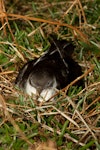 Manx shearwater. Adult resting near nest burrow at night. Skomer Island, Wales, April 2012. Image © Neil Fitzgerald by Neil Fitzgerald.