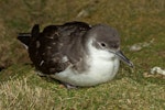 Manx shearwater. Adult resting at night on the ground near nesting burrow. Skomer Island, Wales, April 2012. Image © Neil Fitzgerald by Neil Fitzgerald.