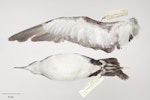 Manx shearwater. Beach-wrecked specimen. Third New Zealand record. Specimen registration no. OR.027328; image no. MA_I294994. Otaki Beach, July 2002. Image © Te Papa.