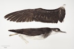 Manx shearwater. Beach-wrecked specimen. First New Zealand record. Specimen registration no. OR.017024; image no. MA_I295004. Pukerua Bay, June 1972. Image © Te Papa.