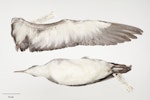 Manx shearwater. Beach-wrecked specimen. First New Zealand record. Specimen registration no. OR.017024; image no. MA_I295006. Pukerua Bay, June 1972. Image © Te Papa.