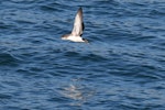 Fluttering shearwater | Pakahā. Adult in flight. Wellington Harbour, September 2019. Image © Paul Le Roy by Paul Le Roy.