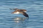 Fluttering shearwater | Pakahā. Adult in flight, dorsal. Queen Charlotte Sound, May 2018. Image © Rob Lynch by Rob Lynch.