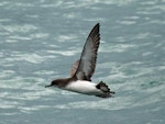 Fluttering shearwater | Pakahā. In flight showing underwing. Wellington Harbour, June 2008. Image © Duncan Watson by Duncan Watson.