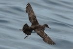 Fluttering shearwater | Pakahā. Dorsal view of adult in flight. At sea off Whangaroa Harbour, December 2012. Image © Phil Palmer by Phil Palmer.