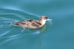 Fluttering shearwater | Pakahā. Adult feeding. Wellington Harbour, September 2019. Image © Paul Le Roy by Paul Le Roy.