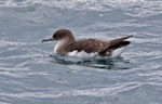 Fluttering shearwater | Pakahā. Adult on water with wings folded. Marlborough Sounds, November 2009. Image © Rebecca Bowater FPSNZ by Rebecca Bowater FPSNZ.