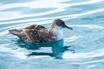 Fluttering shearwater | Pakahā. Adult in faded plumage at sea. Outer Hawke Bay, June 2016. Image © Les Feasey by Les Feasey.