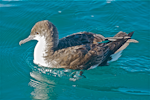 Fluttering shearwater | Pakahā. On water after diving. Bay of Islands, July 2011. Image © Les Feasey by Les Feasey.