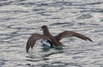 Fluttering shearwater | Pakahā. Adult taking off. Marlborough Sounds, August 2017. Image © Rebecca Bowater by Rebecca Bowater FPSNZ AFIAP.