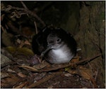 Fluttering shearwater | Pakahā. Adult showing webbing. Taranga / Hen Island, December 2010. Image © Colin Miskelly by Colin Miskelly.