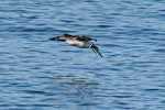 Fluttering shearwater | Pakahā. Adult landing on water. Wellington Harbour, September 2019. Image © Paul Le Roy by Paul Le Roy.